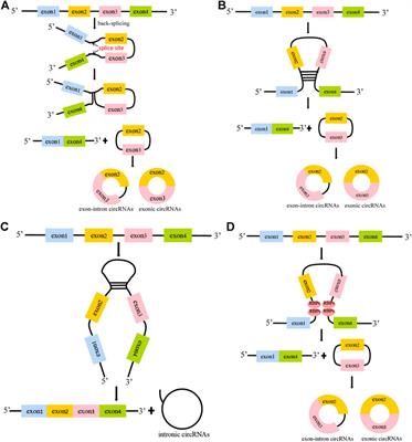 CircSMARCA5: A key circular RNA in various human diseases